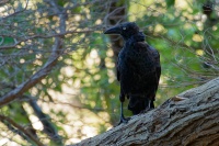 Krkavec pralesni - Corvus tasmanicus - Forest Raven o8113